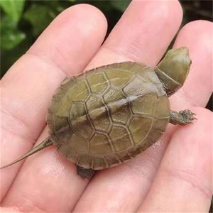 正宗皖南小青龟苗乌龟活物观赏龟青头龟中华草金线乌龟外塘招财龟