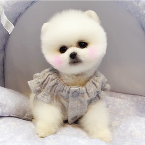 纯种博美犬幼犬茶杯犬博美宠物狗家养长不大小体博美狗活幼体俊介