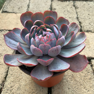 阿美星多肉植物超大单头老桩多肉植物新手好养云南露养包邮贵货