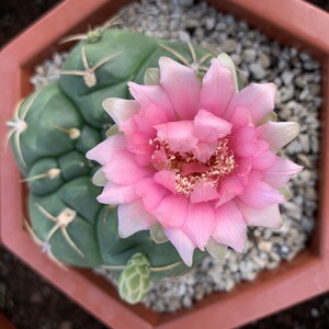 新品实生对肺好的仙人球美花海王丸锦多头美观易开花盆栽农户包邮