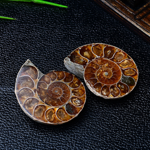 天然斑彩螺切片摆件古生物海螺化石标本孩子科普教学收藏奇石
