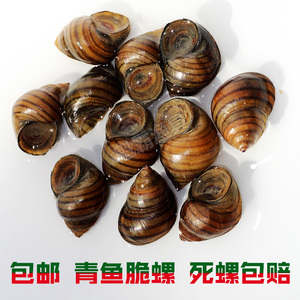 广东脆螺 钓青鱼脆螺鱼饵料 鲜活薄壳螺蛳田螺 精心挑选手捏即碎