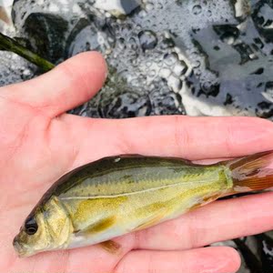 裸鲤鱼苗无甲鲤鱼三道鲤鲤鱼小苗没有鳞片的鱼好养殖的鱼渔场直发