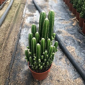 万重山盆栽多肉植物大盆仙人掌好养易活趣味美观阳台盆栽