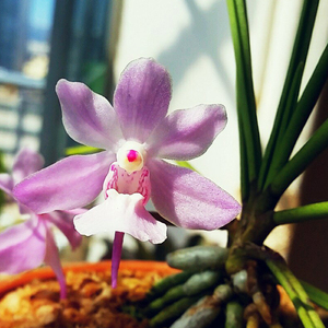 大花槽舌兰 松针兰 浓香味原种兰花 雨林缸 风兰 附生兰 鲜花绿植