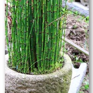 3斤笔管草盆栽木贼盆栽带根庭院客