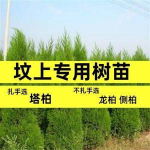 坟前树柏树苗扫墓柏树塔松塔柏宝塔松桧柏蜀桧松树苗墓地松松柏