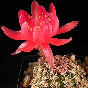 乌艳丸方便面丽花球属仙人球lobivia schieliana v. unguispina