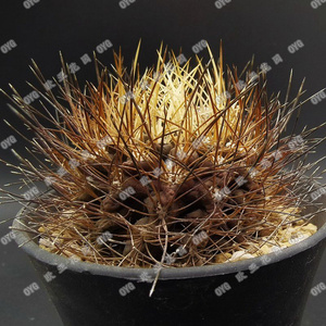 黑帝玉智利球极光属仙人球自收种子 neoporteria pulchella