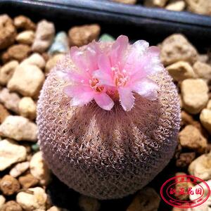 赤花小人帽子月世界属实生 仙人球epithelantha chihuahuensis