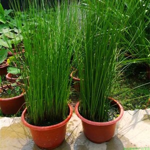 灯芯草苗水灯心野席草灯心草龙须草失眠泡茶煲汤野生中草药材盆栽