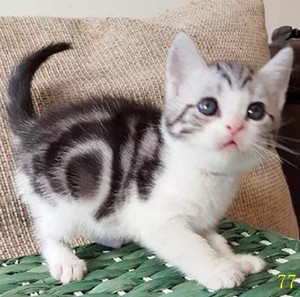 沈阳纯种美短加白起司猫咪拿破仑虎斑猫短腿长毛猫矮脚宠物猫