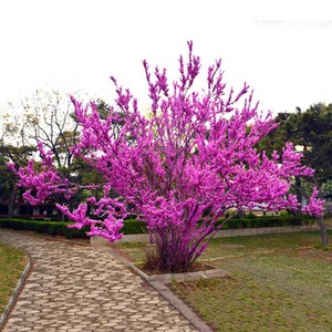 宫粉紫荆花盆栽盆景紫荆树苗室内外庭院四季名贵道路地栽绿化树苗