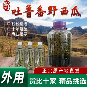 新疆特产野生野西瓜酒腰腿关节小西瓜红花泡酒正品中药材产地发货