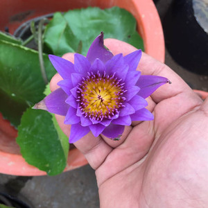 带花苞盆栽蓝鸟蓝色睡莲水培植物四季室内根块鱼缸莲花苗池塘种