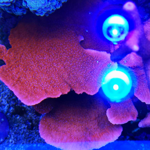 美国红瓦 瓦片珊瑚 断枝 sps lps 鱼缸 卷心菜 海水生物 海水鱼