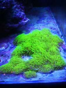 荧光绿草皮日本草皮长须珊瑚缸软体新手lps活体顺丰