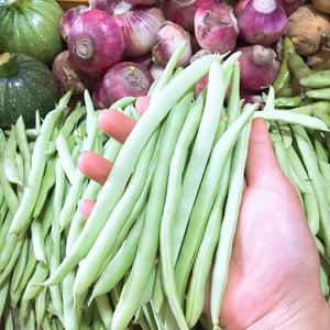湖北农家自种新鲜四季豆刀豆芸豆现采现发露天蔬菜3斤包邮