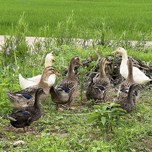 002人付款淘宝湛江安铺农家散养田鸭仔 麻鸭母鸭现