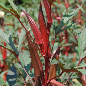 红秋葵种籽种苗春夏季大田耐热农家四季水果秋葵种子阳台蔬菜种孑