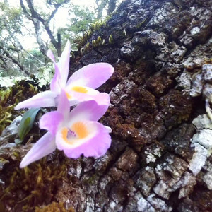 稀有金沙江石斛特别稀有只有四川才有小微型石斛小型植物花卉滋补