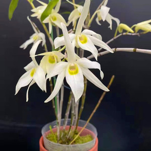 白广东石斛 特别稀有品种 白色花 开花特别香很好闻 稀有兰科植物