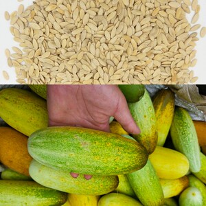贵州旱黄瓜种子种籽食用早熟本地老品种四季农家蔬菜100粒包邮
