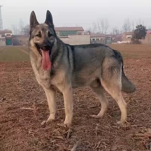 狼青犬幼犬纯种中华狼狗活体巨型日本青狼犬猛犬看家护院宠物狗狗