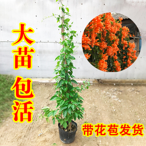 炮仗花苗爬藤植物垂吊凌霄花四季攀爬  牵藤爬墙庭院鞭炮花阳台