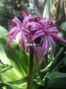 正宗白花文殊兰 红花文殊兰 十八学士 球根兰 大头兰 花香花期长