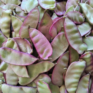 猪耳朵大扁豆边红豆角新鲜应季蔬菜紫蛾眉豆四季荷兰豌豆无筋芸豆