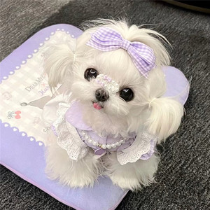 纯种马尔济斯幼犬白色公主犬马尔济斯犬活体家庭宠物狗犬舍约克夏