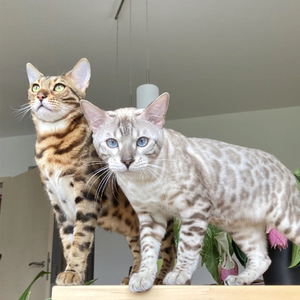 猫舍赛级标准血统活体短毛孟加拉豹猫银豹蓝白英短曼基康金渐层猫