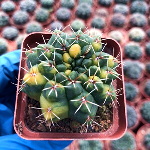 绯花玉锦缀化菲花玉实生仙人球适合新手净化空气室内卧室多肉植物