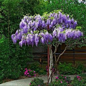 紫藤花树苗攀援藤本植物老桩紫色花易活四季开花种植别墅庭院阳台