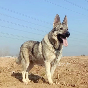 狼青犬幼犬纯种中华狼狗活体巨型日本青狼犬猛犬看家护院宠物狗狗