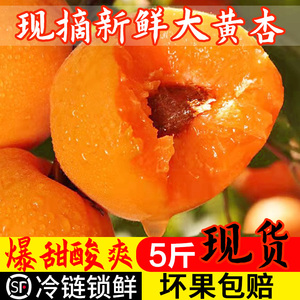 现摘头茬大黄杏子新鲜水果5斤当季整箱礼盒金太阳杏孕妇香甜多汁