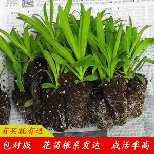 云南满天星小苗绿植盆栽花苗伊洛斯星空白开花快重瓣四季开花不断