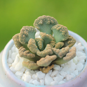 天女  多肉植物肉肉景天番杏科新奇植物七彩天女果冻色生石花少见