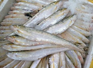 永嘉塘头炎亭 刀ji 4两左右每条冰鲜海刀鱼新鲜凤尾鱼600克3条