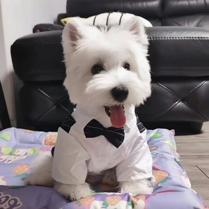 纯种西高地白梗幼犬西高地犬幼犬活体宠物比熊不掉毛西高地小型犬