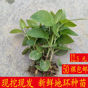 500人付款淘宝恩施现挖现发新鲜地环甘露菜宝塔菜地