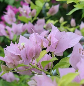 品种三角梅金夫人大花粉色系勤花阳台