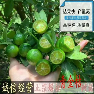 正宗海南青金桔树苗奶茶饮品专用小青桔苗四季小柠檬树苗当年结果