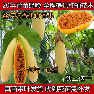 荔枝味香蕉百香果苗一个一斤巨无霸甜蜜蜜红肉百香果四季当年结果