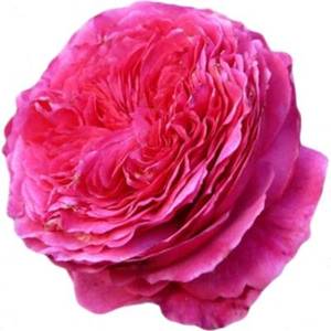 玫瑰半岛 灌木月季 庞巴度玫瑰 大花浓香 神似伊芙 15加仑z.