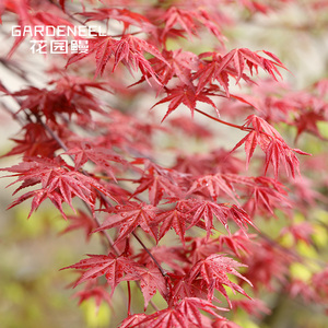 【日本枫树】千染 两季红枫耐阴花园小乔木日式庭院花园鳗盆栽苗