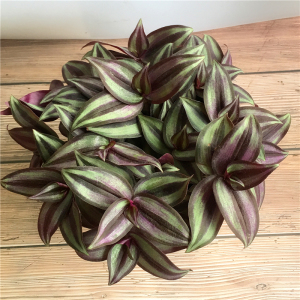 紫罗兰紫叶吊竹梅吊兰绿植盆栽垂吊爬藤花卉室内桌面客厅观叶植物