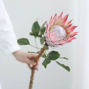 南非帝王花鲜花水养家用桌面瓶插花直发鲜切花可做干花节日情人节