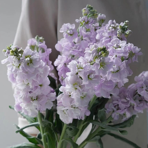 云南紫罗兰鲜花家用水养鲜切花昆明基地直发插花顺丰包邮紫色粉色